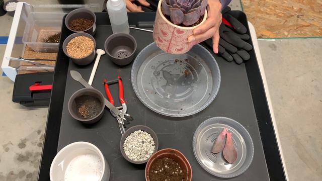 Echeveria Perle von Nurnberg Repot + Water Propagation смотреть онлайн