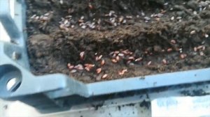 Посев семян барбариса