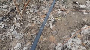 Летняя малина, Глен Файн, Лячка. Как проходит обрезка на первый урожай?