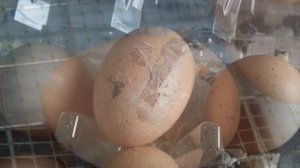 О КУРАХ БИЛЕФЕЛЬДЕР и не только