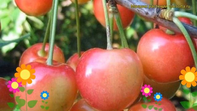 Черешня Северная (Черешня Severnaya). Краткий обзор, описание характеристик, где купить, саженцы смотреть онлайн