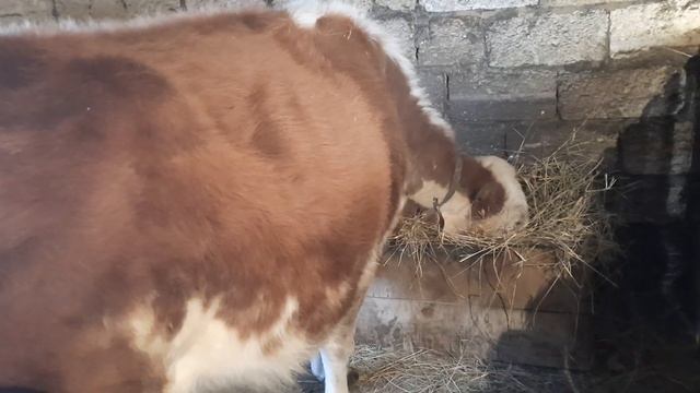 Наша корова стельная/Ждём окотов смотреть онлайн