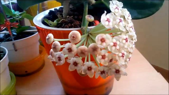 Hoya Pachyclada red corona смотреть онлайн