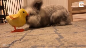 Кролик против цыпленка