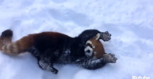 Топ-10 животных в снегу