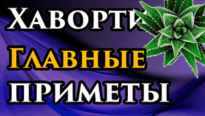 БЕРЕГИ ЦВЕТОК! ? Хавортия полосатая приметы. Стоит ли держать в доме? Магические свойства