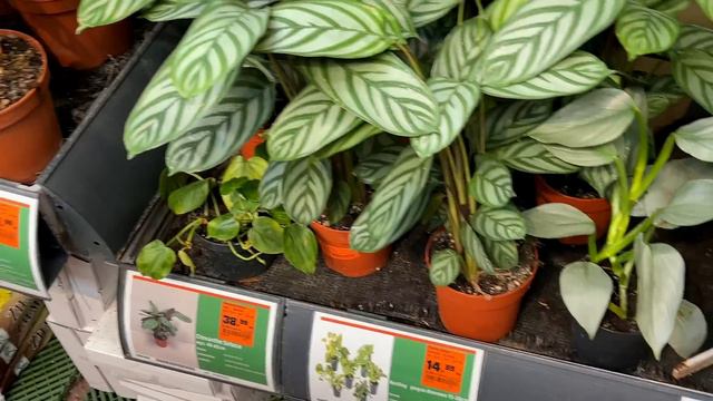 Roślinne nowości w OBI - piękne kalatee i filodendrony w dobrych cenach! Odrobina wiosny💚 смотреть онлайн