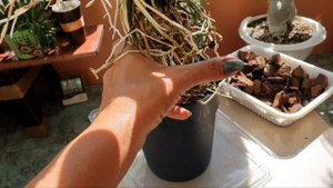 Пересадка Дендрофаленопсиса с огромными корнями