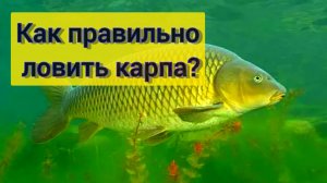 КАК ЛОВИТЬ КАРПА весной? ПРИМАНКИ на КАРПА весной. В КАКОЕ ВВРЕМЯ надо ловить КАРПА весной?