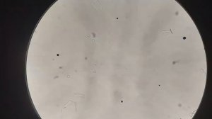 Мёд под микроскопом. Что я там увидел