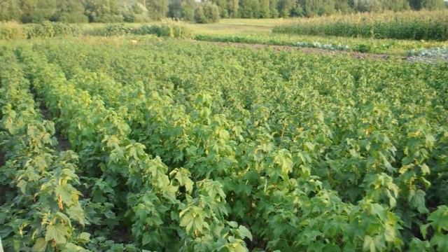 Саженцы черной смородины 2013 смотреть онлайн