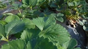 Клубника под плёнкой. первый опыт.