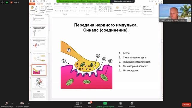 1. Строение нервной системы / The structure of the nervous system.