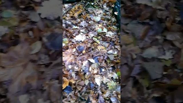 Recent gifts of autumn forest/Последние дары осеннего леса смотреть онлайн