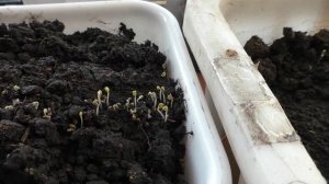 Первые всходы зелени появились через два дня после посева