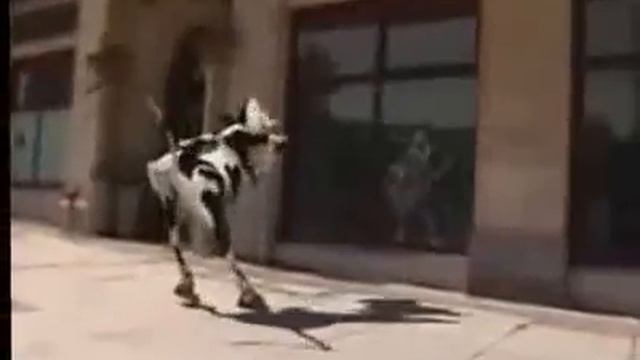 Корова танцует смотреть онлайн