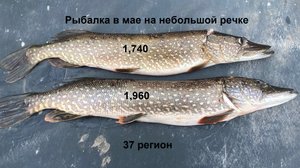 Рыбалка. Щука. Голавль. Окунь. Рыбалка в мае. Ловля щуки, окуня на живца. Голавль на майского жука.