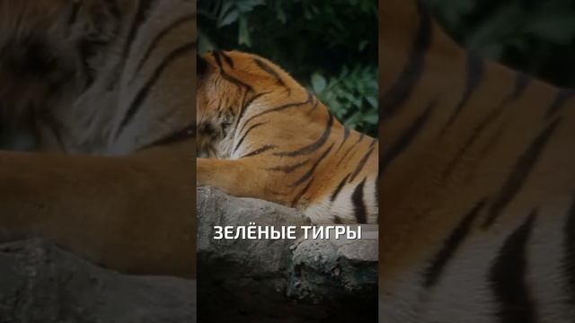 Зелёные тигры  - интересные факты