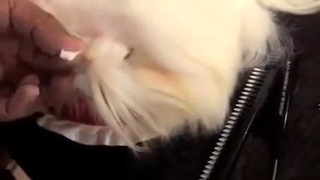 Pure Paws Grooming - Груминг Мальтезе, часть 3