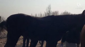 Бишкек Пригородный мал базар Жылкы Ат Кунан Тайлар 300миң сом😱🐎🐎 5000$ Кара Ат 26-Февраль 2022жыл