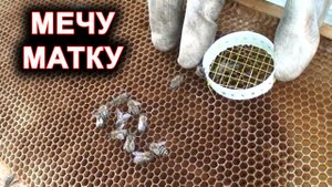 Мечу матку.