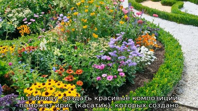 Цветы для клумбы