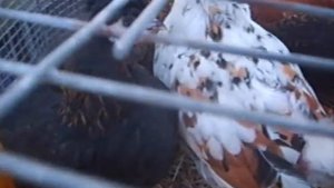 БЕНТАМКИ - МАЛЕНЬКИЕ ДЕКОРАТИВНЫЕ  КУРОЧКИ