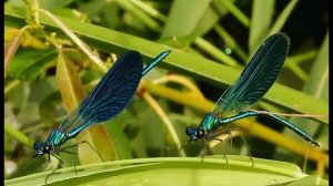 Россия навсегда!