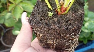 ПРАВИЛЬНАЯ РАССАДА КЛУБНИКИ ЗКС // ЛПХ ЛИПАТОВА АНАСТАСИЯ // ВАЦАП 89152458159  ПИСЬМЕННО