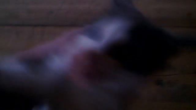 Котенок Щенок и КОЛБАСА смотреть онлайн