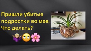 Получила слабые подростки во мхе. ЧТО ДЕЛАТЬ?! ♀️