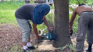 Бесстрашные рабочие Таиланда. Как пилят Деревья в Паттайе