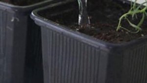 Полив и удобрение комнатного кипариса. Как правильно поливать и чем удобрять?