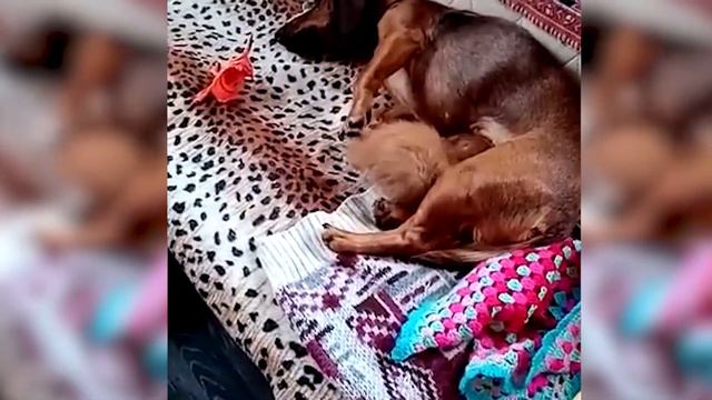 Такса приняла котёнка Мейн куна... смотреть онлайн