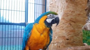 Попугай китайский кольчатый