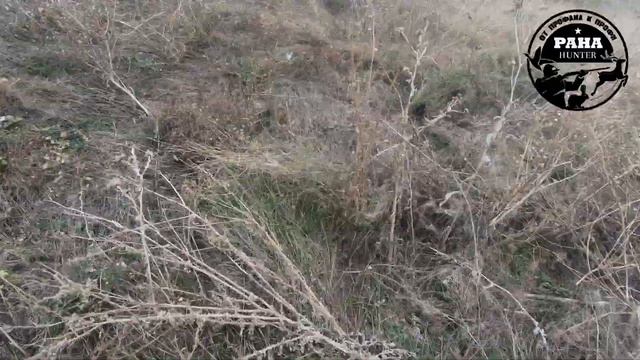 ОХОТА НА ФАЗАНА 2021. Моя первая охота на фазана и серую куропатку. смотреть онлайн