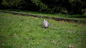 Какие птицы бегают у нас под ногами в траве