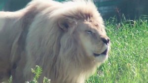 Белый лев, рычание (white lion, growl) (Ярославский зоопарк)