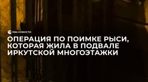Операция по поимке рыси, которая жила в подвале иркутской многоэтажки