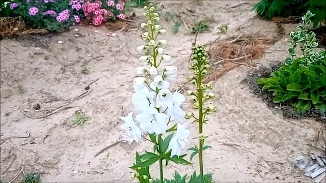 Дельфиниум в моём саду 18 смотреть онлайн