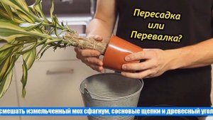 Когда пересаживать комнатные цветы и растения в апреле 2021 года по лунному календарю