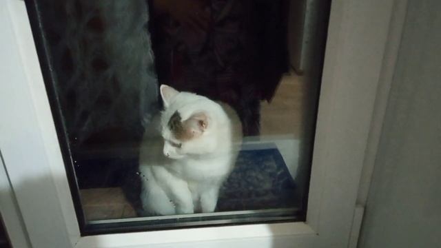 ВЛОГ. Хочу у Вас спросить.Просили показать наших ? котиков. смотреть онлайн