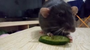 Крыса ест огурец