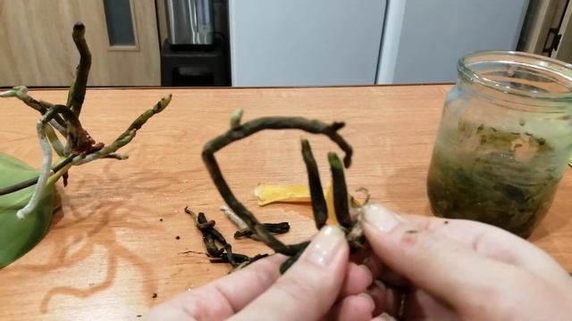 Орхидея нарастила корни и листья, что делать дальше. #хештег#моишестьсоток#орхидеи