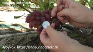 Виноград Криптон-  ранний срок созревания винограда на участке Пузенко Натальи Лариасовны