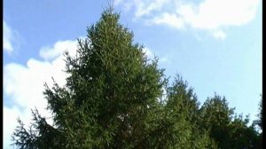 Последний Робин Вуд