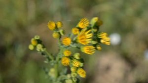 Nikon D5100 18-55 VR video test - видео тест