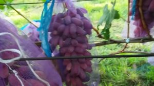 Маникюр фингер 2018