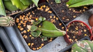 SANSEVIERIA ‘SAMURAI’ - Growing Update from Leaves Cuttings | jun23