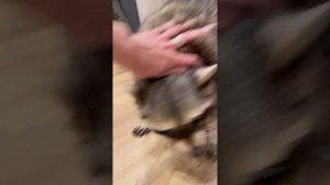 Енот Тёма нападает на собаку